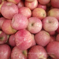 Alta calidad de manzana Qinguan roja fresca